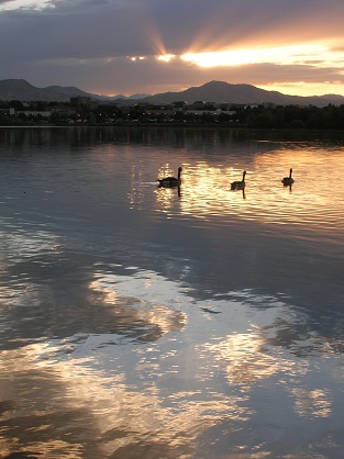 lake with three ducks