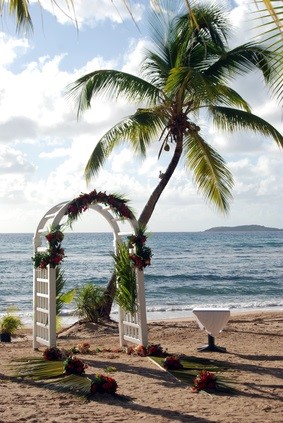 wedding arch by palm tree on beach