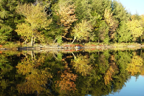 lake trees reflecting water