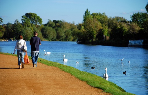 woman and man walking by a blue lake with white geese and ducks by green trees