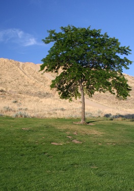 tree on grass