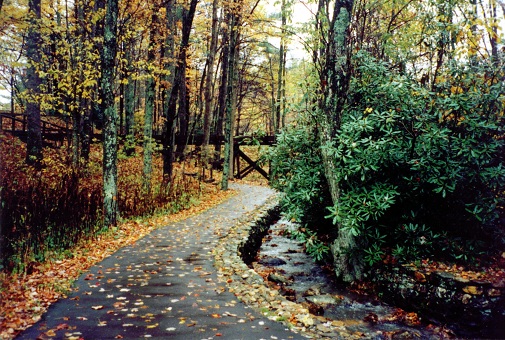 walking path in woods