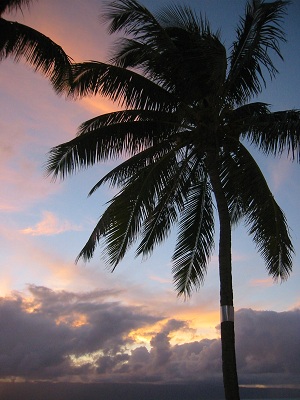 palm tree silhouette sunset