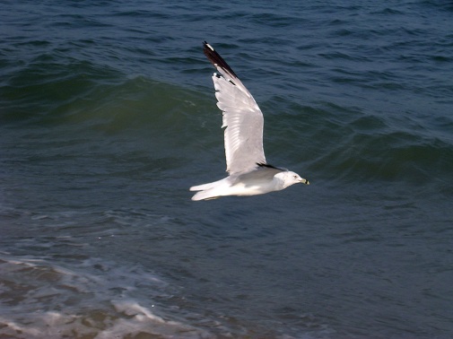 seagull soaring over water