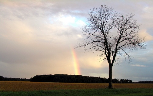 rainbow over trees